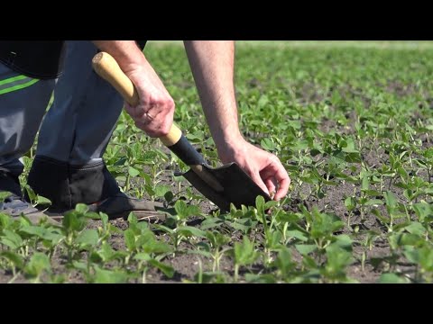 С какой густотой сеять сою? Как защитить посевы сои от болезней и вредителей?