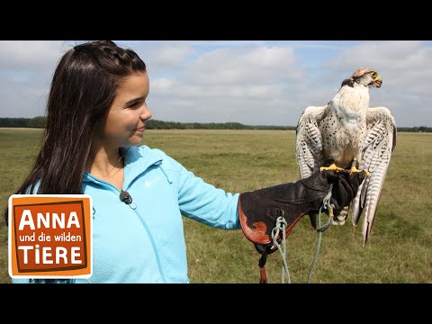 Der Falkner und seine Greifvögel | Reportage für Kinder | Anna und die wilden Ti
