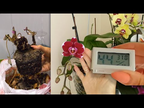 Cyclamen DOES NOT FALL ASLEEP / STANDING AIR = ROT orchids in the most dangerous place / Upper le...