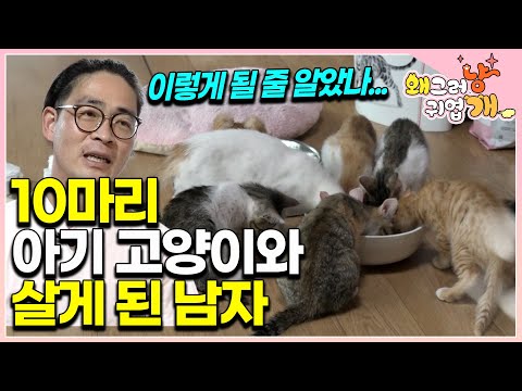 "It's a kitten party" A man accidentally helps a stray cat, and the war with 10 kittens begins af...