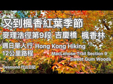 Hong Kong Hiking: 2025-12-14 MacLehose Trail Section 9, Kut Hing Bridge, Sweet Gum Forest, 12 km