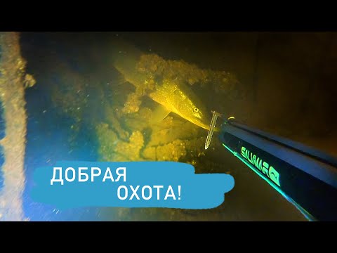 Волжские «Крокодилы» Прозрачность 5 метров. Подводная охота в Саратове с командой Salvimar.