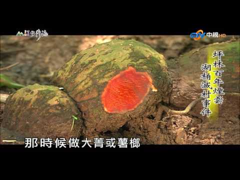 【MIT台灣誌 #491】‎坪林百年煙雲,湖桶滅村事件_1080p