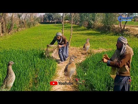 Batair ka shikar 2023 | Kirak aur Jal k sath Shikar | Quail Hunting 2023 | How to Catch Common Quail