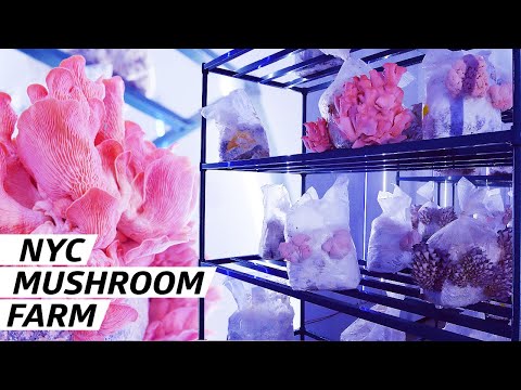 How Smallhold Farms Cultivates Rare Mushrooms for NYC Restaurants — Vendors