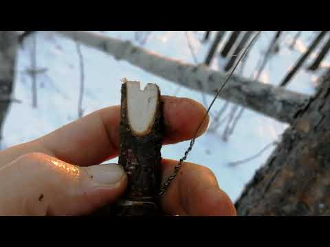 установка петли на соболя, куницу