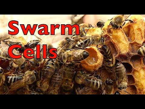 Using Swarm Cells For Splitting