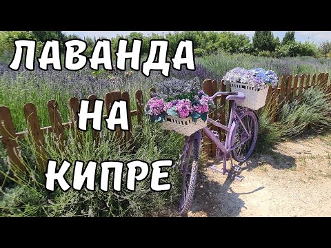 КИПР влог: лаванда в CyHerbia Park, а также сувениры,  шикарные фото зоны и многое другое!
