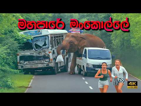 වාහන මංකොල්ල කන අලි🐘🍀🦞🧲😜 the robber Elephant Attacks Tourist Vehicles in Sri Lanka #attack #elephant