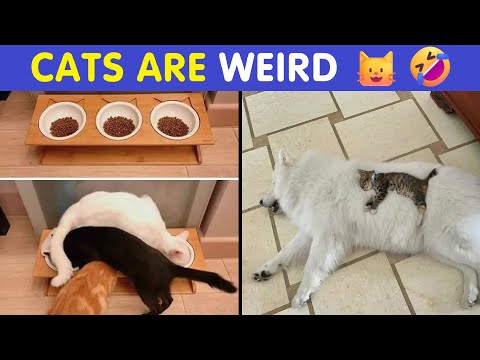 Cat Memes That Prove Cats Are Truly Weird Little Creatures 🐱🤣