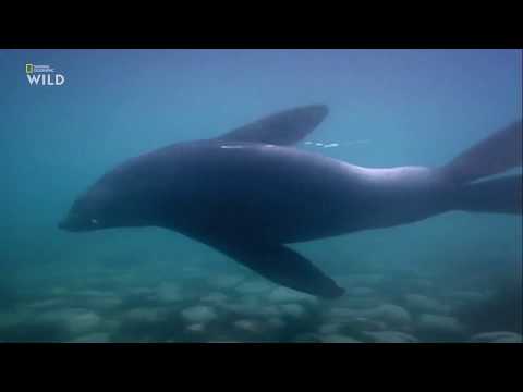 Nat Geo Wild - Холодные острова - 1 Серия