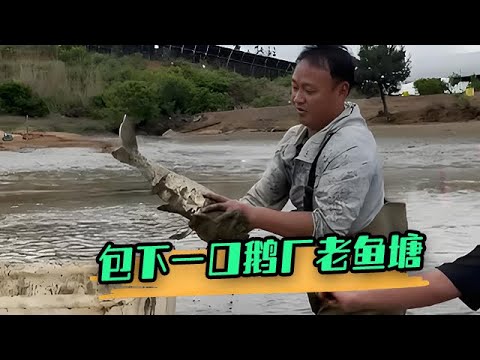 花18000元包下壹口鵝廠老魚塘，抽幹水到底會有多少魚？#戶外 #大表哥