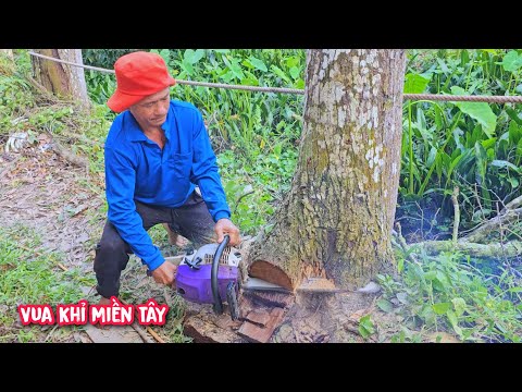 Vua Khỉ cưa cây Sao CH.ẾT  tuy nhỏ nhưng mất hơn 2 tiếng mới cưa xong, vì sao...
