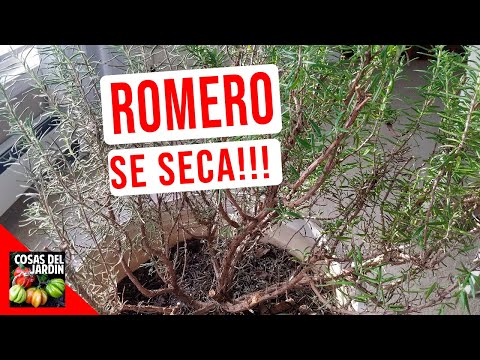 ROMERO SE SECA! SALVALO CON ESTOS CONSEJOS