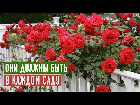 PLANT CLIMBING ROSES!!! TOP 10 BEST VARIETIES / Garden Guide