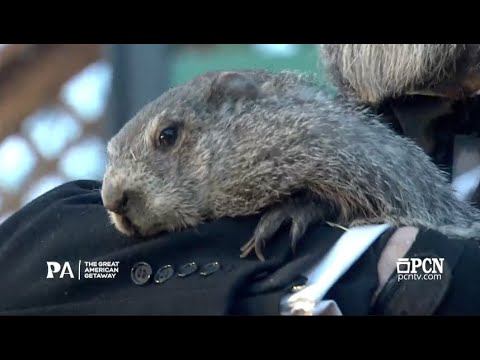 CAUGHT ON CAMERA: Groundhog Punxsutawney Phil let's us know how long winter will be