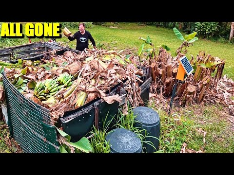 I Cut Down All My Bananas… Here’s Why!