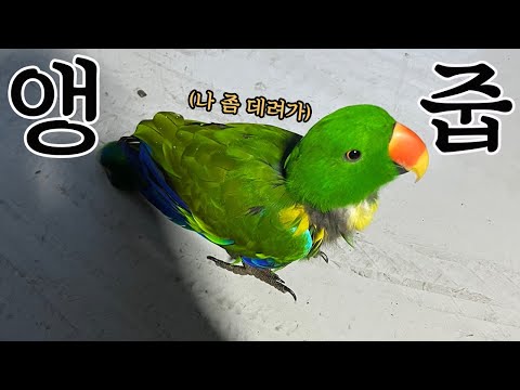 [Picked Up Parrot Part 1] I picked up a parrot. I'm a cat owner...