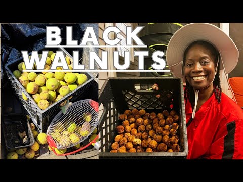 Harvesting and Storing Black Walnuts to Cure (PART 1)