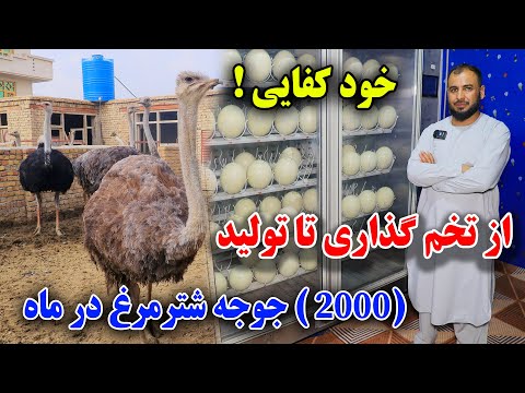تجارت عالی یک تخم شتر مرغ(3500)! از تخم گذاری تا تولید 2 هزار جوجه در یک ماه