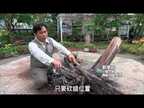 【樹木保護】請樹搬家｜適地適種提高移植存活率 (我們的島 第774集 2014-09-15)