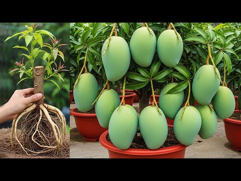 🥭2 extremely simple and super effective methods of propagating mango plants at home