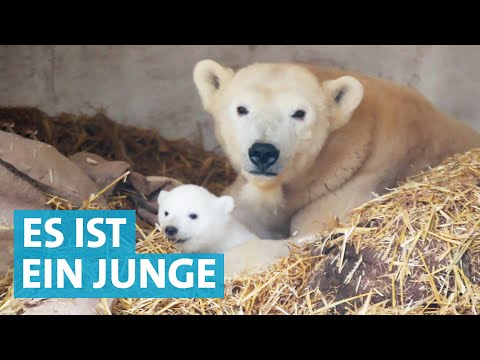 Eisbär-Baby exklusiv! Die Erstuntersuchung im Karlsruher Zoo