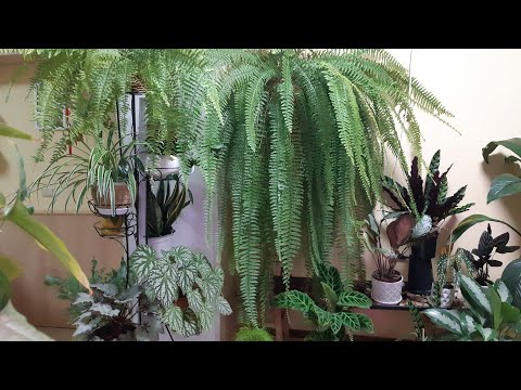 A jungle in the apartment. And again about ferns.
