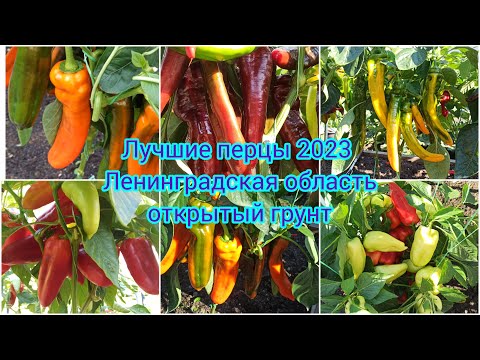 Урожай перца в открытом грунте сезона 2023 года в Ленинградской области