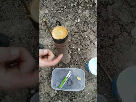 Як правильно прищеплювати дерева