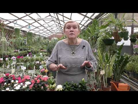 Azalea and Gardenia.