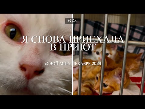 Я снова приехала в приют. 🐈🐈‍⬛🐕🐕‍🦺🐾