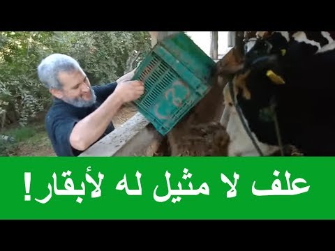 اسهل طريقة لزيــادة انتاج الحليب لدى البقر | سيلاج الذرة