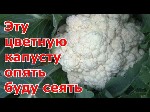Цветная капуста, которую буду сеять на следующий год. Сорт цветной капусты, который не подводит.