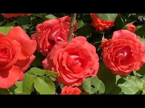 18 июня 2023 г. Розы. Коллекция.