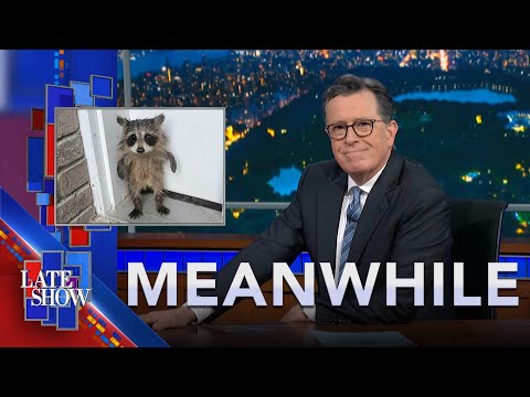 Meanwhile... Baby Raccoon Rescued | Gen Z Loves Pickles | Giant Lobster Set Free