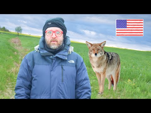 Let's Talk About American Coyotes