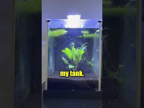 New Shrimp for my Tank