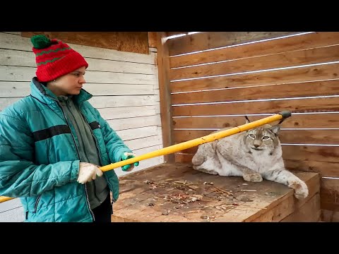 Dangerous cleaning for the wild lynx Cepheus
