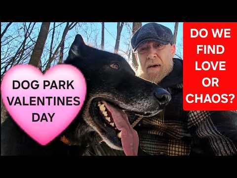 LOVE or CHAOS?! - Valentine's Day Dog Park Adventure Part 1💝🐺