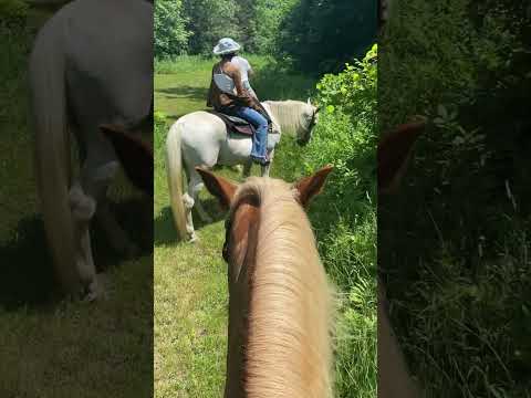 vlog | ride with me through lush green forests #horsetrailriding