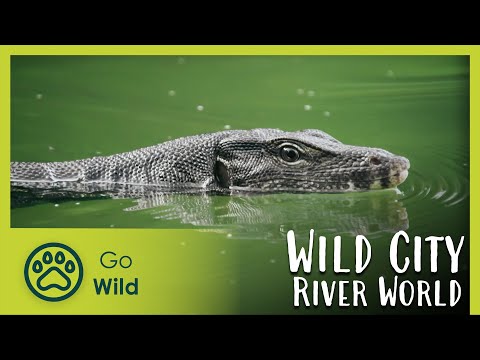 River World - Wild City 6/6 | Go Wild