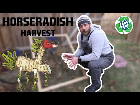 Harvesting and Storing Horseradish