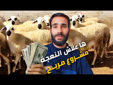 تربية الأغنام أحسن مشروع ناجح ومربح | هاد الاسرار لغاد تسمع فهاد الفيديو! ميقولهمش ليك حتا خوك،!؟❤️