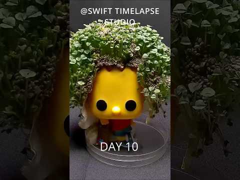 Growing Chia Seeds On Bart Simpson #timelapse