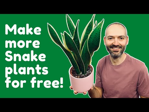 Propagate A Snake Plant From Leaf Cuttings Easily