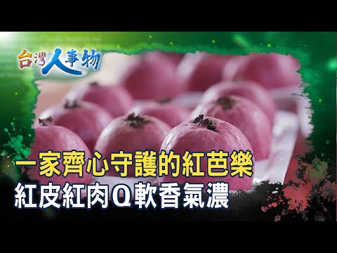 守護父親的“紅芭樂園”｜紅芭樂創意料理｜【台灣人事物】2025.10.04