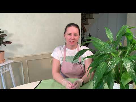 Spathiphyllum (Peace Lily). Care. Watering and replanting.