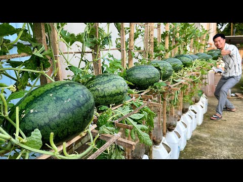 How To Grow Watermelon Without Much Soil? The Secret Is Here!