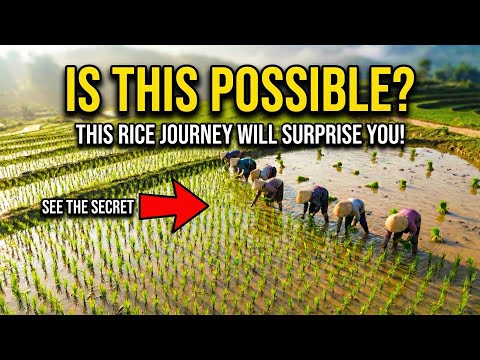 How Rice Is Made in Factories | Step-by-Step Rice Processing Explained